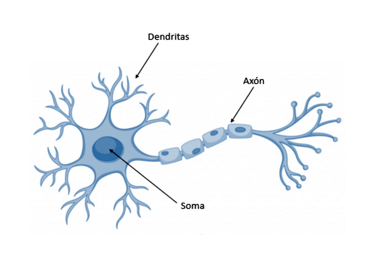 Neurona como funciona